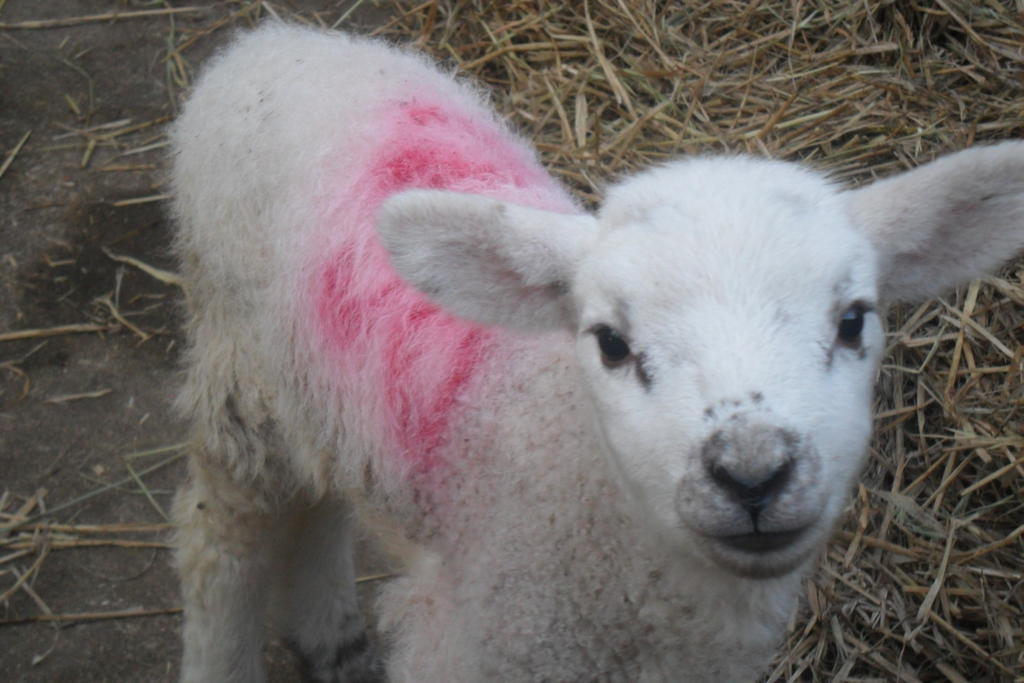 Westleigh House Farm Bideford Exterior foto